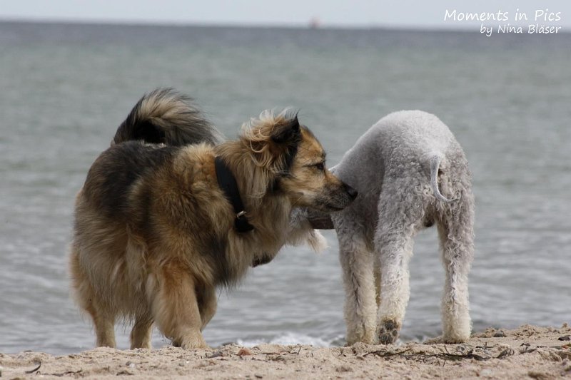 2010-06-26 Arc-en-ciel Arlequin (61).jpg